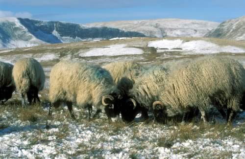 Swaledale Sheep